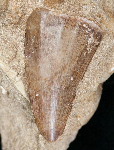 Fossil Mosasaurus Tooth In Matrix #14238